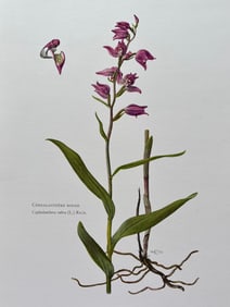 BOTANICAL PRINT
