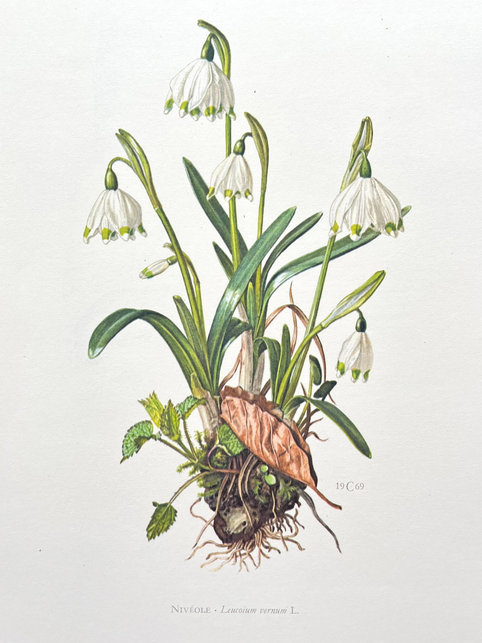 BOTANICAL PRINT: FRENCH TEXT IN VERSO. SIZE: 10.5 X 7.5 INCHES. UNFRAMED. PRINTED IN 1957. SHIPPING IN THE U.S VIA USPS PRIORITY MAIL $16. WE COMBINE SHIPPING.