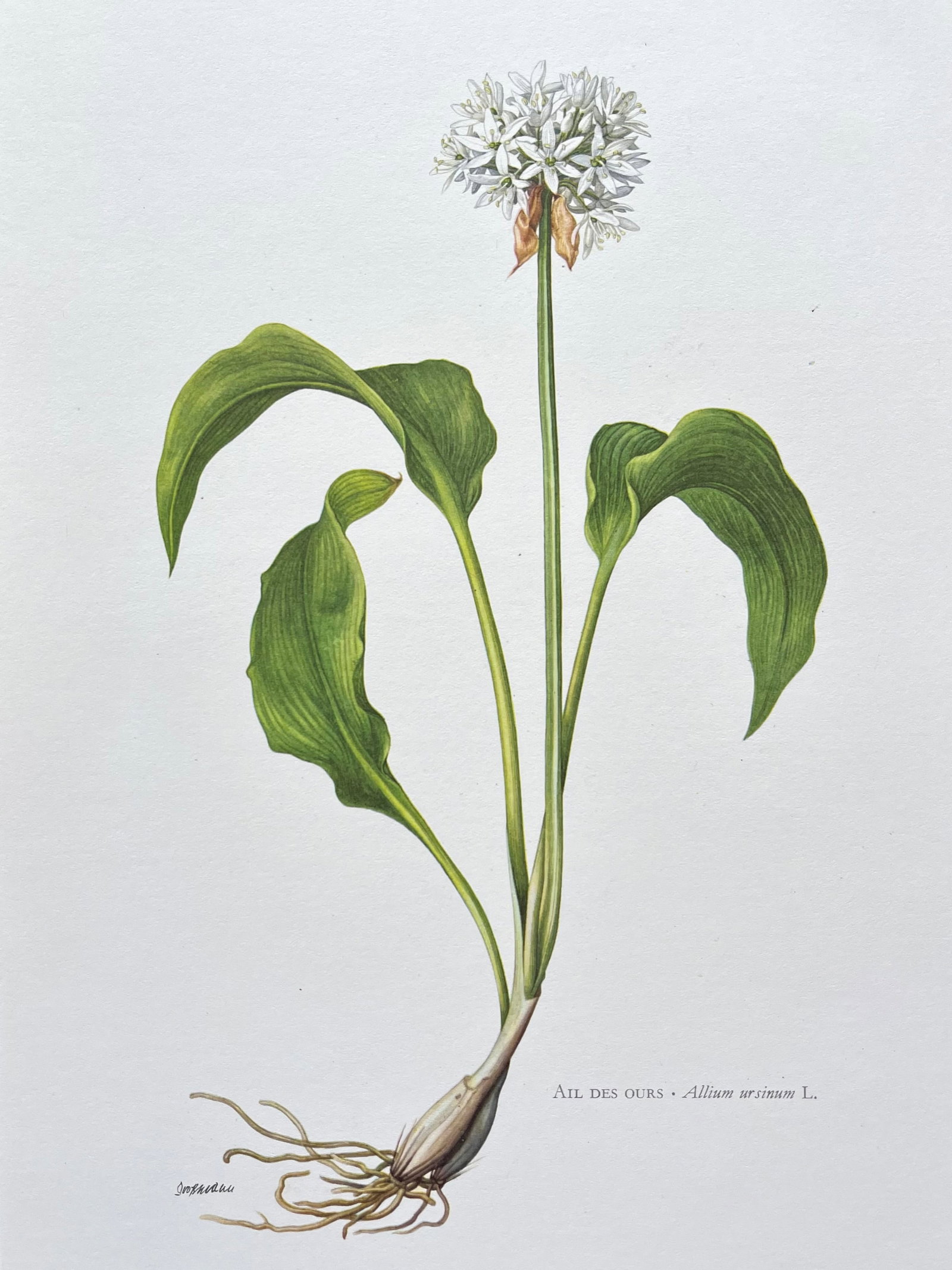BOTANICAL PRINT: FRENCH TEXT IN VERSO. SIZE: 10.5 X 7.5 INCHES. UNFRAMED. PRINTED IN 1957. SHIPPING IN THE U.S VIA USPS PRIORITY MAIL $16. WE COMBINE SHIPPING.