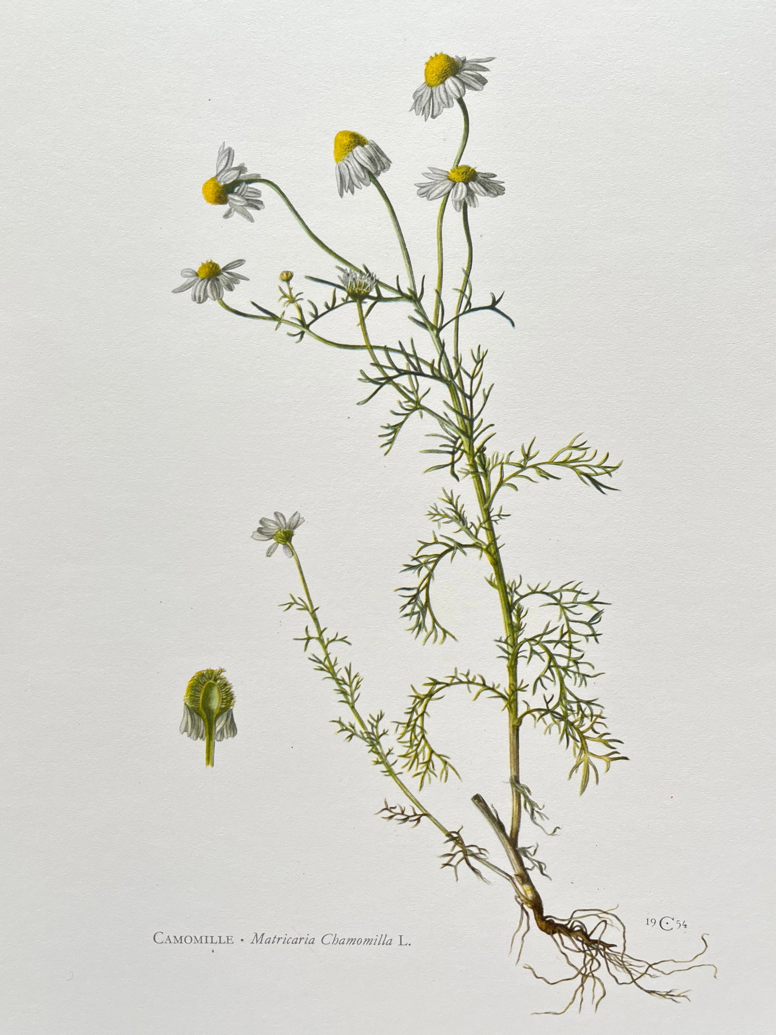 BOTANICAL PRINT: FRENCH TEXT IN VERSO. SIZE: 10.5 X 7.5 INCHES. UNFRAMED. PRINTED IN 1957. SHIPPING IN THE U.S VIA USPS PRIORITY MAIL $16. WE COMBINE SHIPPING.