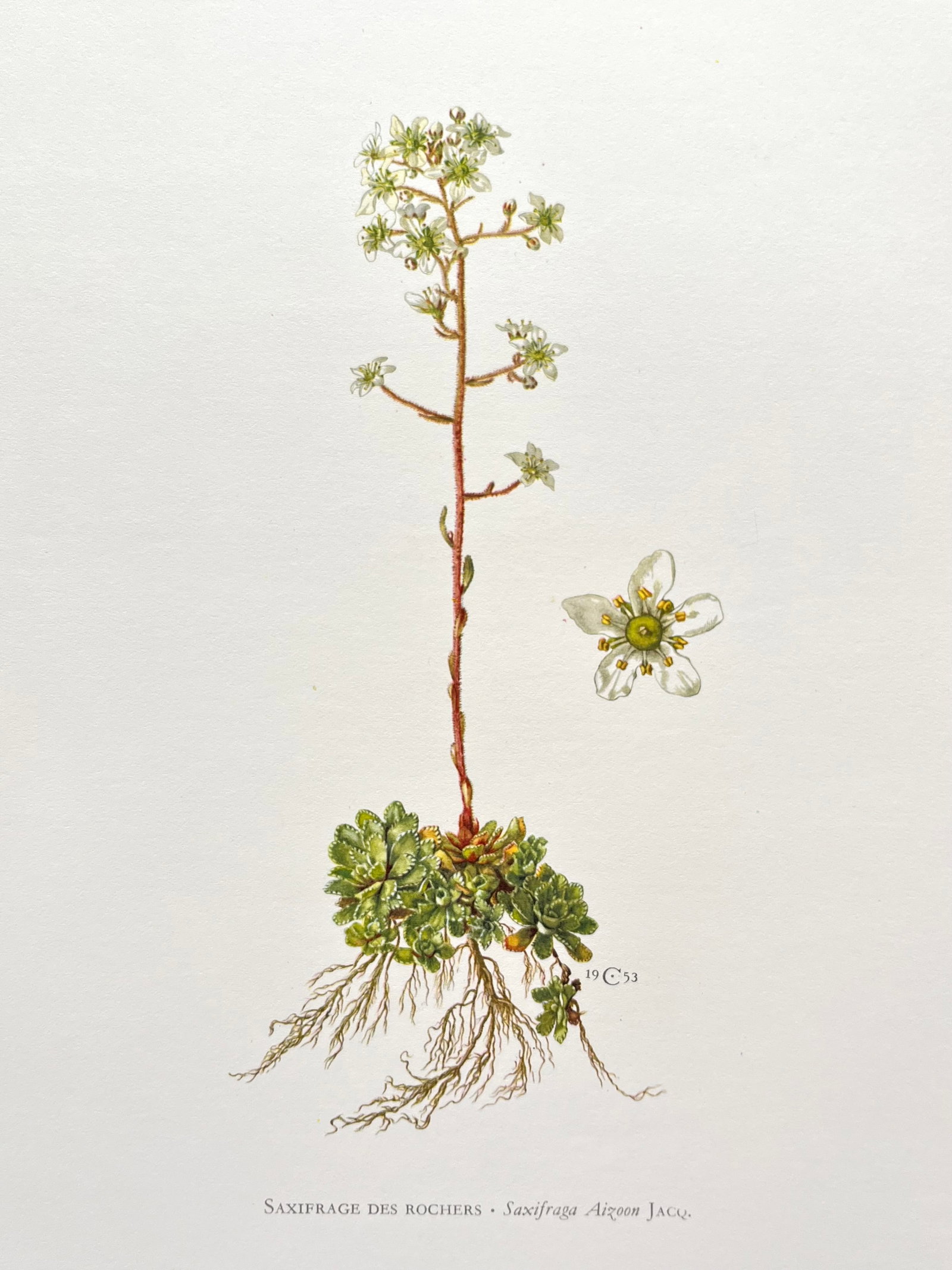 BOTANICAL PRINT: FRENCH TEXT IN VERSO. SIZE: 10.5 X 7.5 INCHES. UNFRAMED. PRINTED IN 1957. SHIPPING IN THE U.S VIA USPS PRIORITY MAIL $16. WE COMBINE SHIPPING.