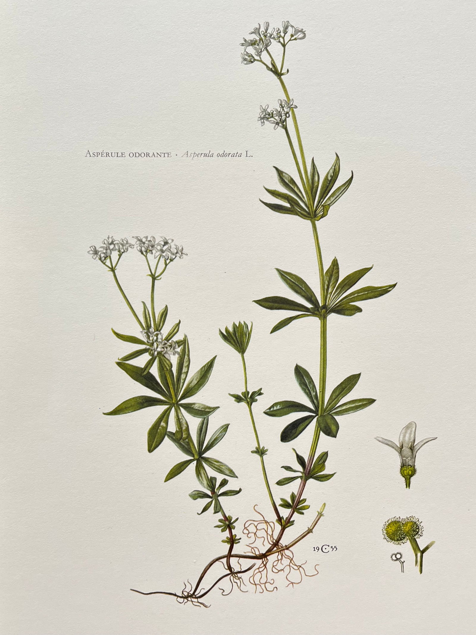 VINTAGE BOTANICAL PRINT (1 of 3)