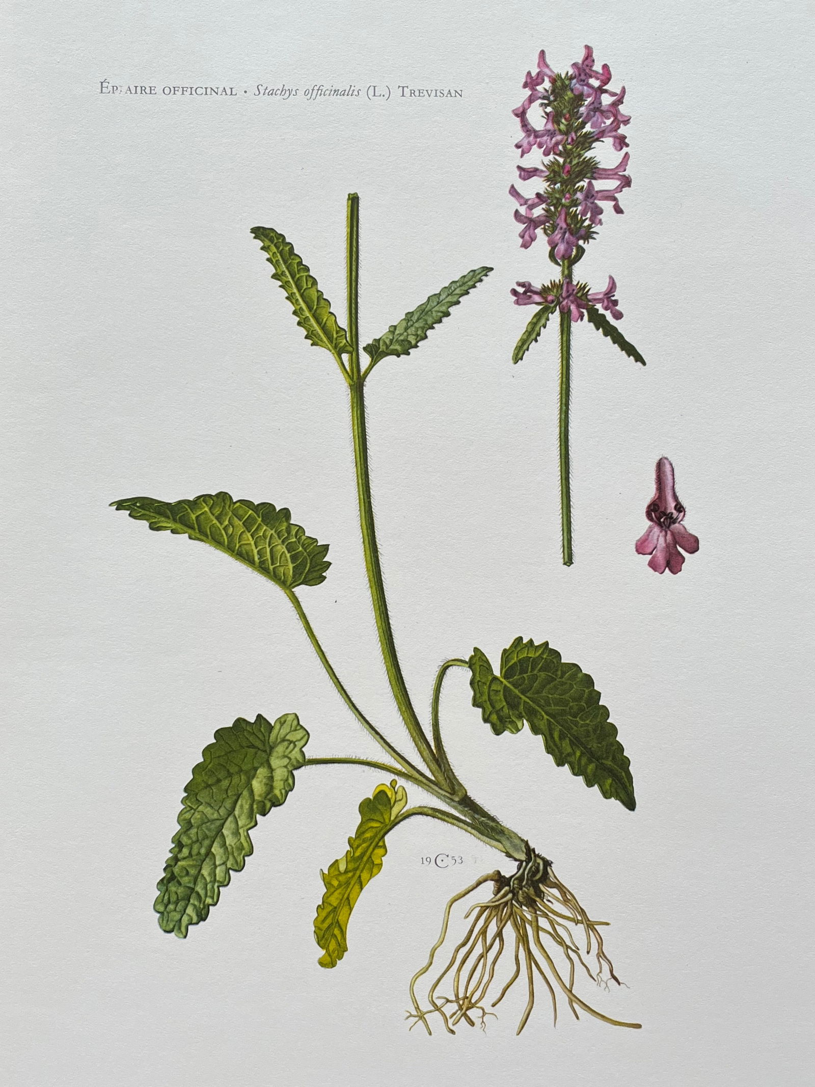 VINTAGE BOTANICAL PRINT (1 of 2)