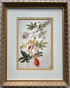 MARIA SIBYLLA MERIAN FRAMED BOTANICAL PRINT