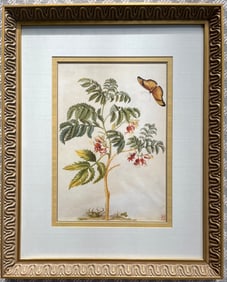 MARIA SIBYLLA MERIAN FRAMED BOTANICAL PRINT