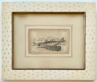 ANTIQUE PRINT ORIENTAL DACTYLOPTERUS