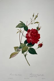 VINTAGE PIERRE JOSEPH REDOUTE PRINT - ROSA INDICA CRUENTA