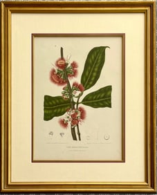 Berthe Hoola van Nooten Flores Jambosae Domesticae Botanical print