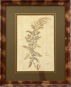 Set Of Two Antique British Original Botanical Drawings