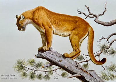 VINTAGE ALBERT EARL GILBERT SIGNED PRINT "COUGAR"