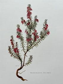 BOTANICAL PRINT