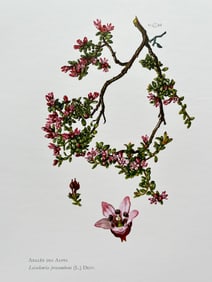 BOTANICAL PRINT