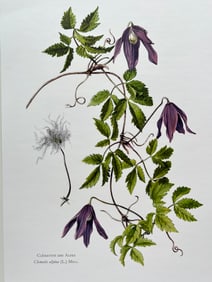 BOTANICAL PRINT