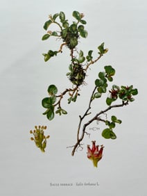 BOTANICAL PRINT
