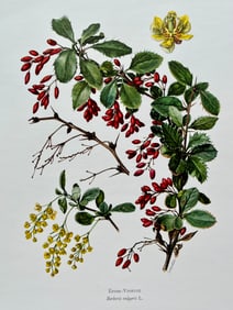 BOTANICAL PRINT