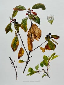 BOTANICAL PRINT
