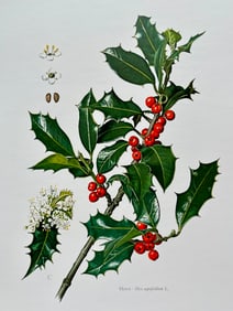 BOTANICAL PRINT