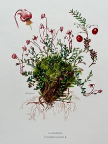 BOTANICAL PRINT