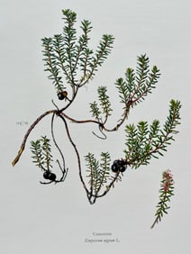 BOTANICAL PRINT