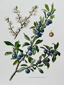 BOTANICAL PRINT