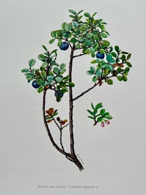 BOTANICAL PRINT