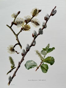 BOTANICAL PRINT