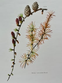 BOTANICAL PRINT