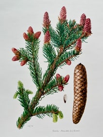 BOTANICAL PRINT