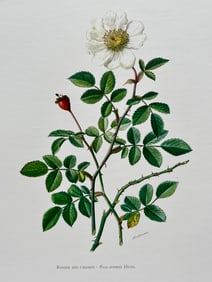 BOTANICAL PRINT