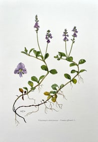 BOTANICAL PRINT