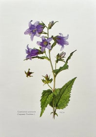 BOTANICAL PRINT
