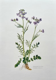 BOTANICAL PRINT