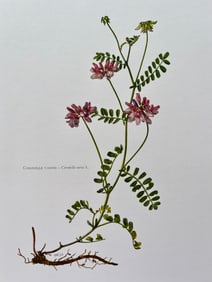 BOTANICAL PRINT