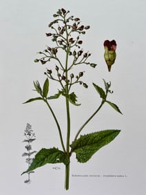 BOTANICAL PRINT