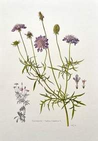 BOTANICAL PRINT