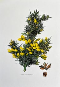 BOTANICAL PRINT