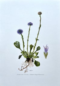 BOTANICAL PRINT