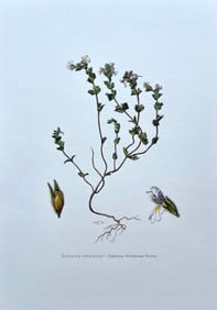 BOTANICAL PRINT