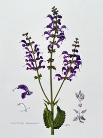 BOTANICAL PRINT