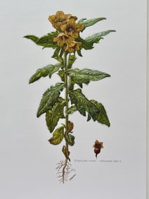 BOTANICAL PRINT