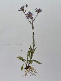 BOTANICAL PRINT