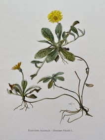 BOTANICAL PRINT