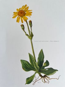 BOTANICAL PRINT