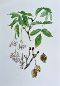 BOTANICAL PRINT
