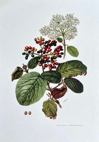 BOTANICAL PRINT
