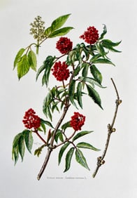 BOTANICAL PRINT