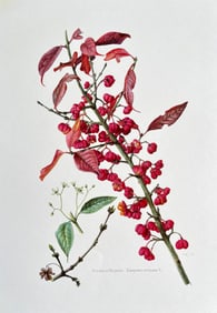BOTANICAL PRINT