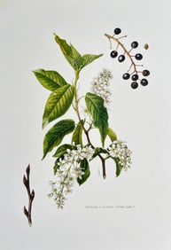 BOTANICAL PRINT