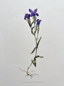 BOTANICAL PRINT