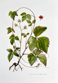BOTANICAL PRINT